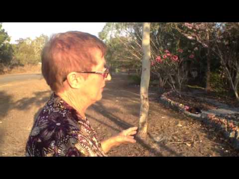 how to grow frangipani