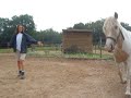 dressage ethologique