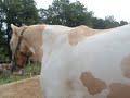 dressage ethologique