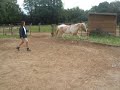 dressage ethologique