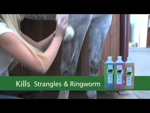 how to treat equine ringworm