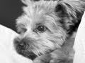 Photoshop: Channel Mixer (Black and White Images)