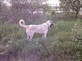 �stteki videoya inat Turkish Kangal Vs English Mastiff