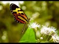 Bach - Cantata BWV 140 - \"Mein Freund ist mein!\" Bach - Cantata BWV 140 - \"Mein Freund ist mein!\"
