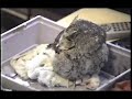 Screech Owl Screech Owl