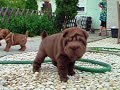 Qi Ming Xing shar-pei