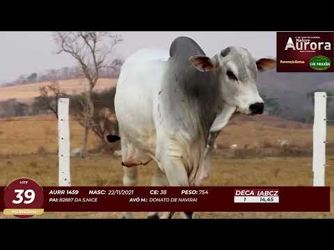 4� De Olho na Fazenda - NELORE AURORA participa��o Chico Paulic�ia