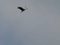White Stork