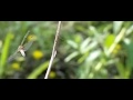 Libelle, dragonfly