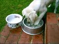 My Labrador Pup Playing Discovering Water My Labrador Pup Playing Discovering Water
