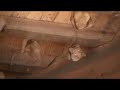 bats in Lope national Park Gabon