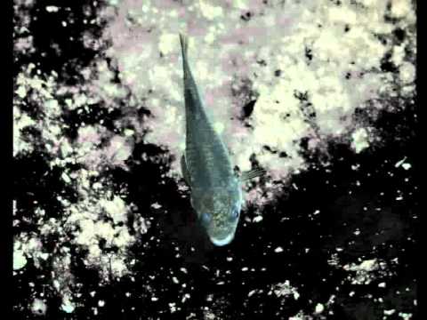 Teufelskärpfling Cyprinodon diabolis meinekillifischwelt