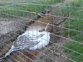 Hydrogen sulphide and anoxic ground water associated with fish kill, Biggs Ave, Beachmere, QLD