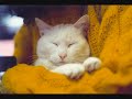 In memory of my cat 
