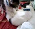 CAT KNOWS HOW TO CPR