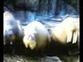 Kissing Wallies