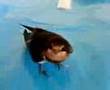 A barn swallow is toddling like penguin / つばめ よちよち歩き
