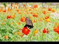 🌈🌞2019年9月16日～9月22日ウィークリーリーディング🍀tarot＆oracleカードリーディング