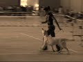 To�i y Agua en un Concurso Canino