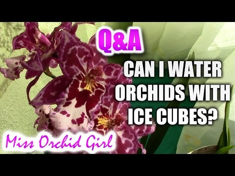 how to care for orchids ice cubes