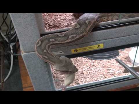YouTube reptile video