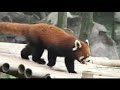 Chengdu les pandas géants et les Red Pandas Chengdu les pandas géants et les Red Pandas