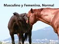 Sexo 