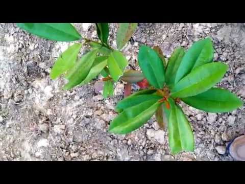 how to grow cinnamon plant