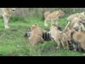 Serengeti Tanzania Lions Killing a Zebra
