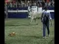 FALCÃO RODEIO