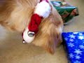 Molly opens Christmas present