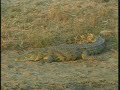 april 6 2008 wildearth pm drive video 1 nyala lioness