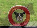chiot
