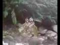 pollen visit mt banahaw falls