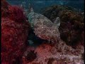 Australia MARINE WORLD (26)