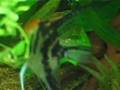 Aquarium Skalare laichen