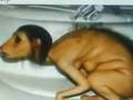 videos de Good night