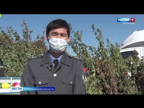 Специалисты Управления Россельхознадзора проводят фитосанитарный контроль посадочного материала на рынках Астраханской области