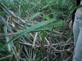 OVNIOLOGIA: Marcas em Planta��es de cana em Itatiba-SP