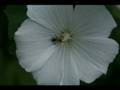 videos de bloemtuin1b.wmv