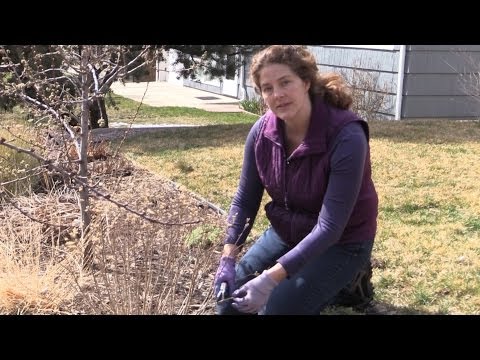 how to transplant a bridal wreath spirea