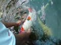 Nippon Koi Farm - New Arrival -  winter koi hunting 09-11-09 to 13-11-09 (MR AH LAM - INTRO2)