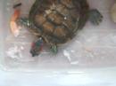 Turtle Eating Dairy
