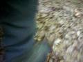 videos de Fulles, la tardor als nostres peus...