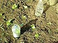 Vegetable garden in early spring @ Waiotemarama Falls Lodge