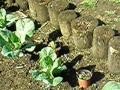 videos de Vegetable garden in early spring @ Waiotemarama Falls Lodge