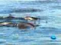 videos de Swim with Dolphins by Dolswim