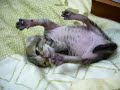 baby cat-mo2 baby cat-mo2
