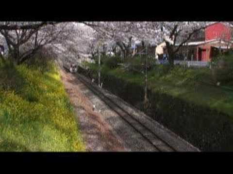 御殿場線　桜並木を行く普通列車