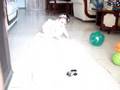 videos de Ana Regina Plasencia Mariscal